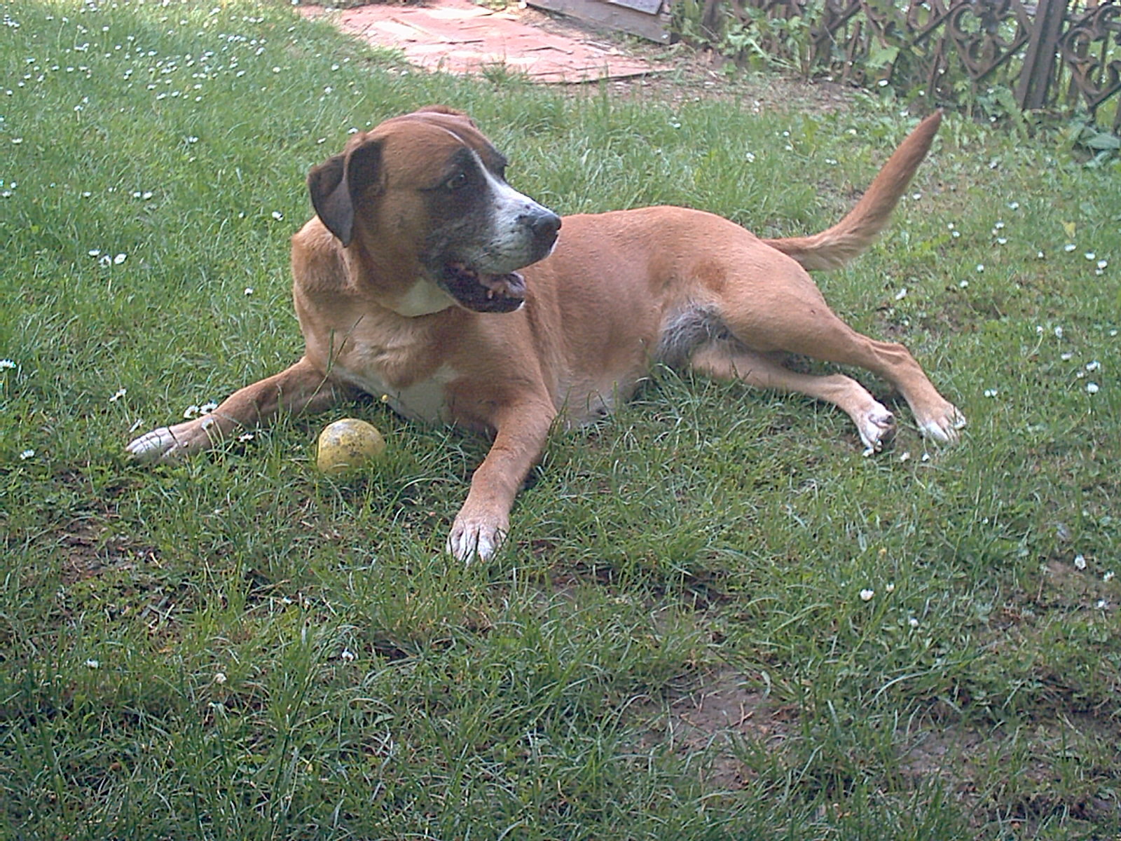 GAIA, LA CAGNOLONA